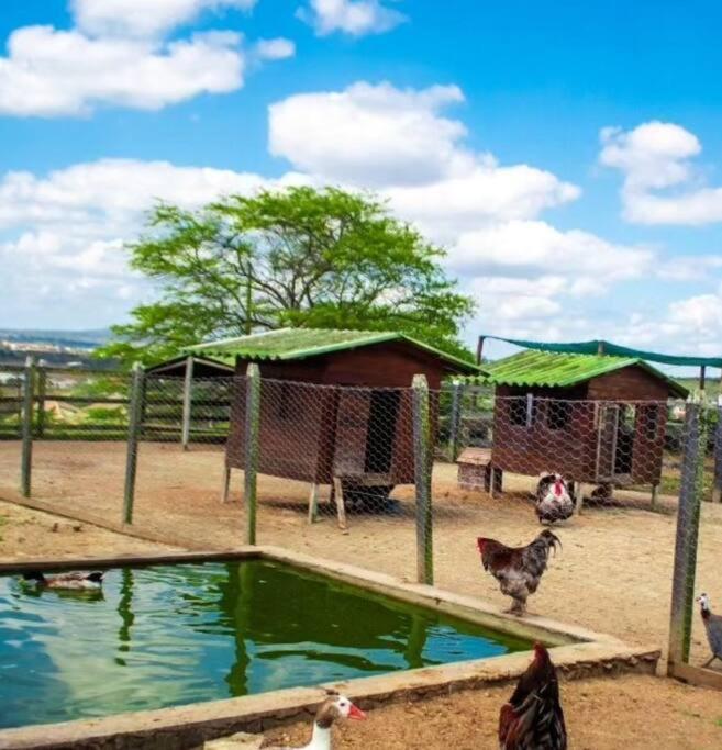Flat Fazenda Monte Castelo Apartman Bezerros Kültér fotó